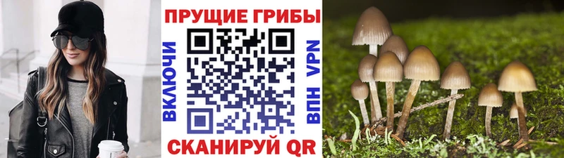 где продают Таганрог Псилоцибиновые грибы MAGIC MUSHROOMS